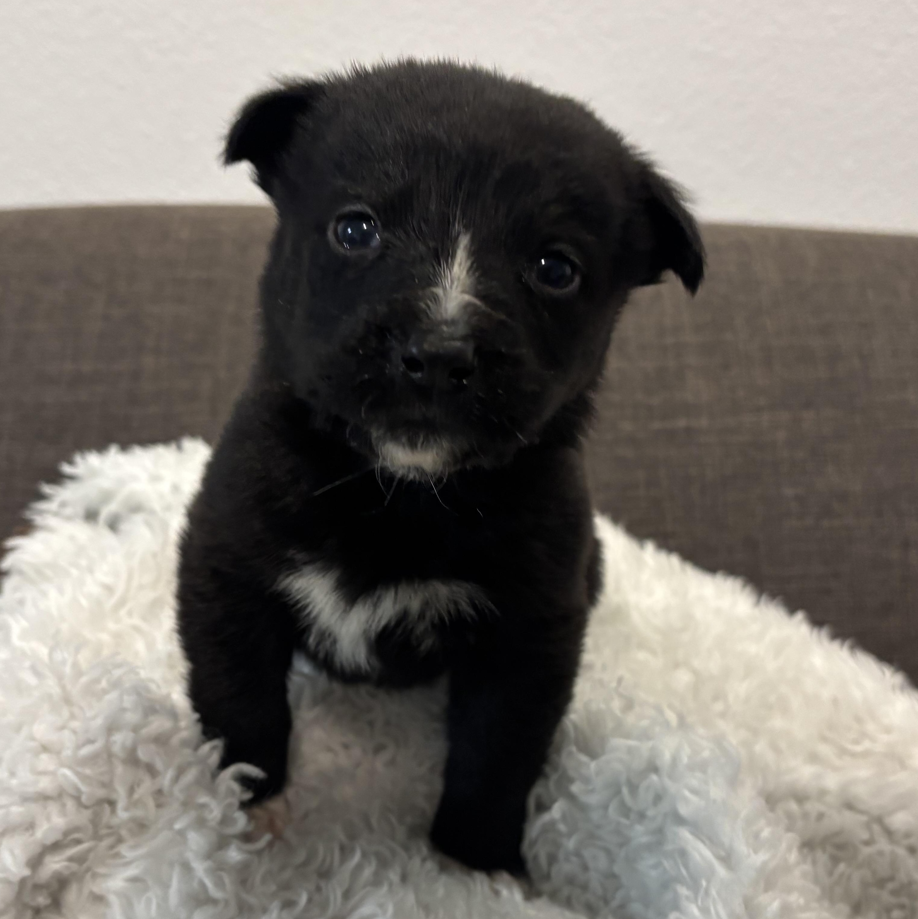 Enlarge Nova, a ADOPTABLE mixed breed in Tallahassee, FL image 1/6