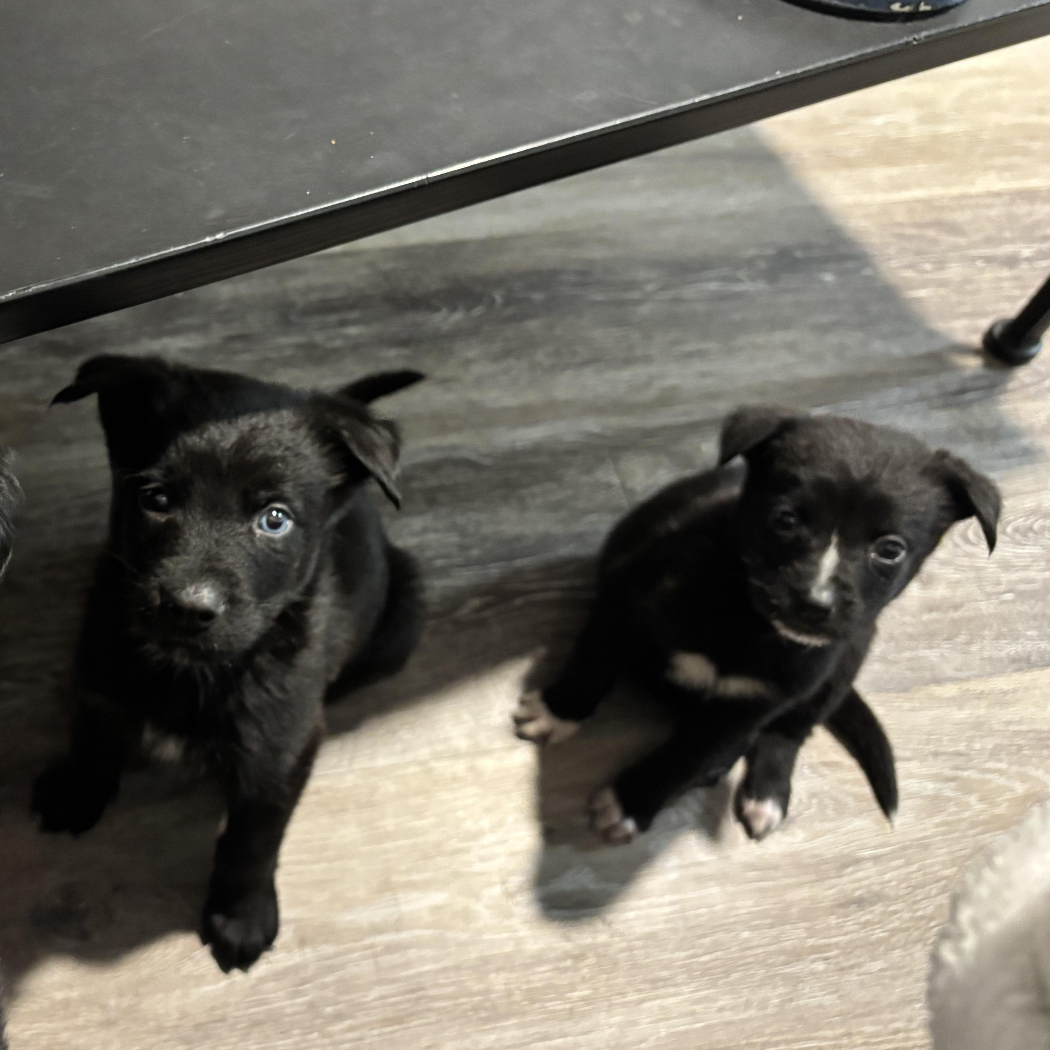 Enlarge Nova, a ADOPTABLE mixed breed in Tallahassee, FL image 6/6