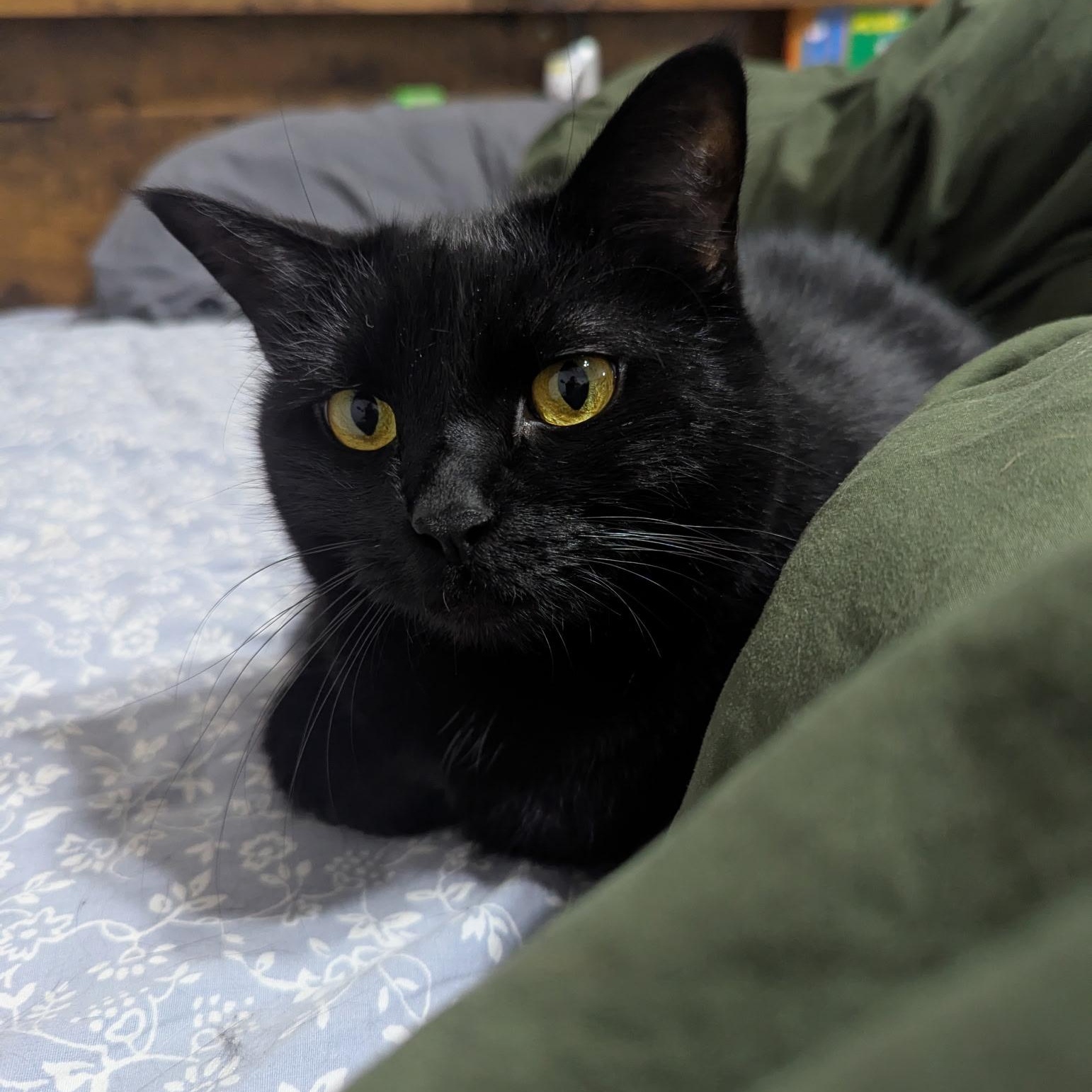 Tetra, adopted, Adult Male Domestic Short Hair.