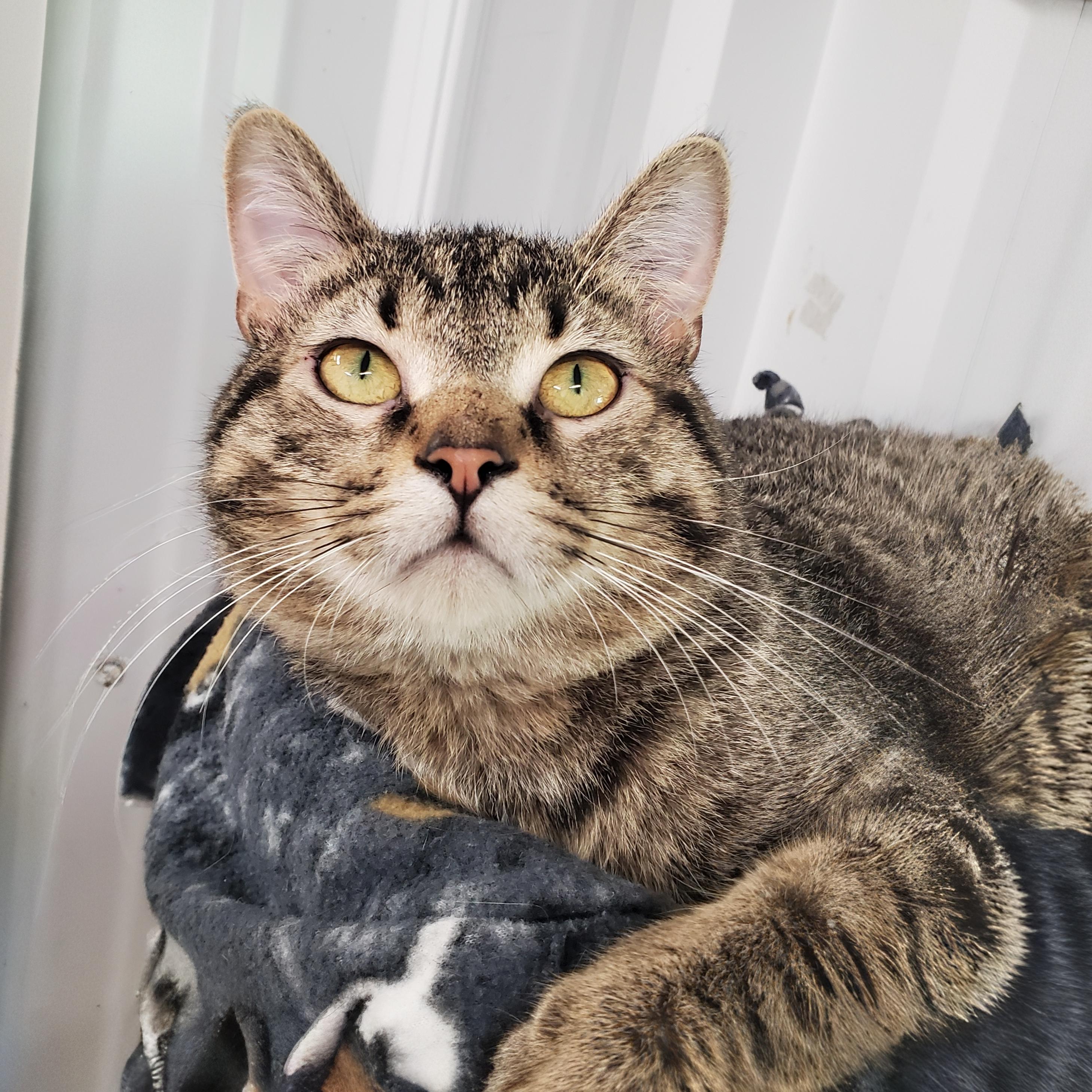 Everest, ADOPTABLE, Young Male Domestic Short Hair.