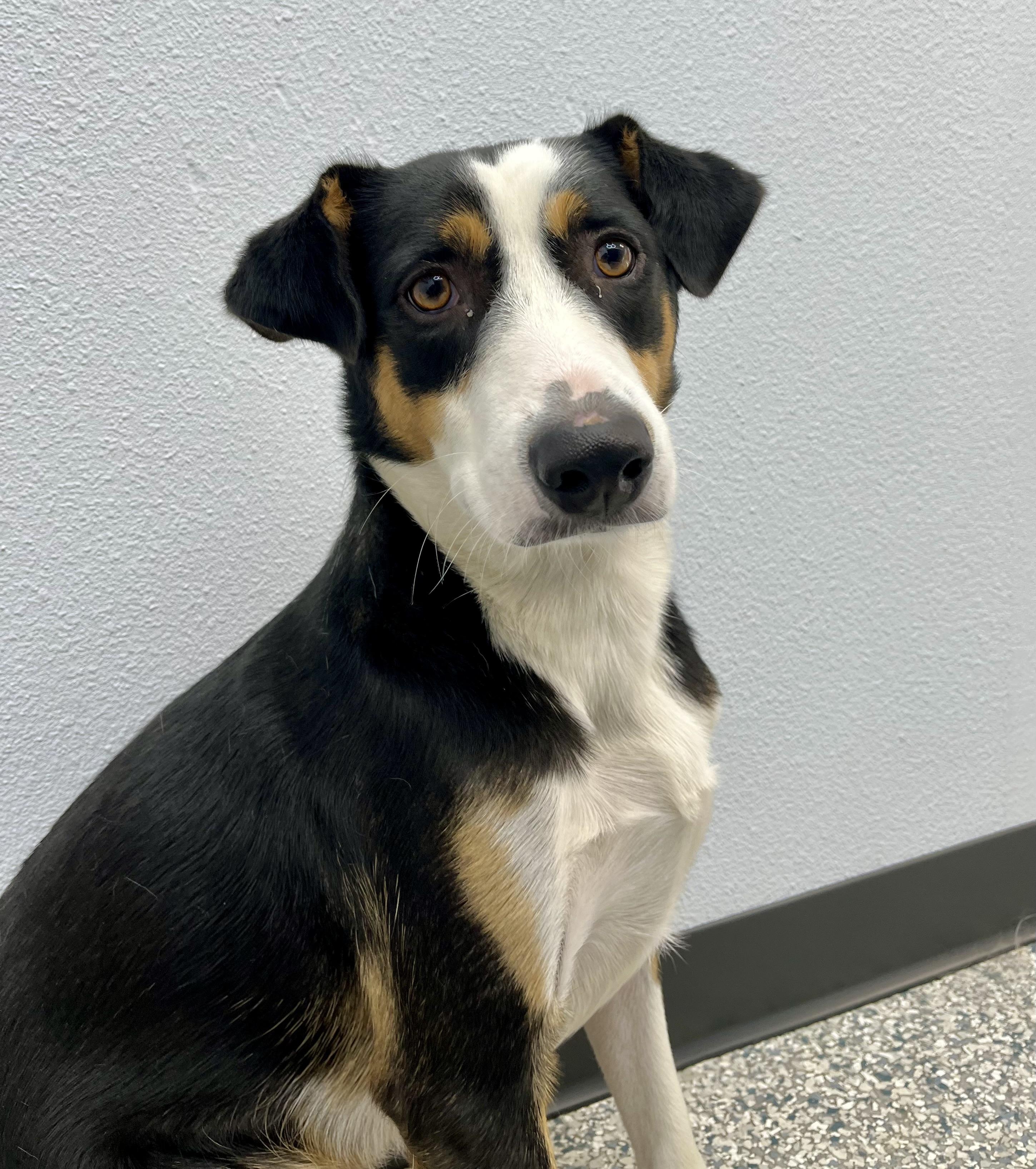 Buddy, Adoptable, Adult Male Beagle & Border Collie.
