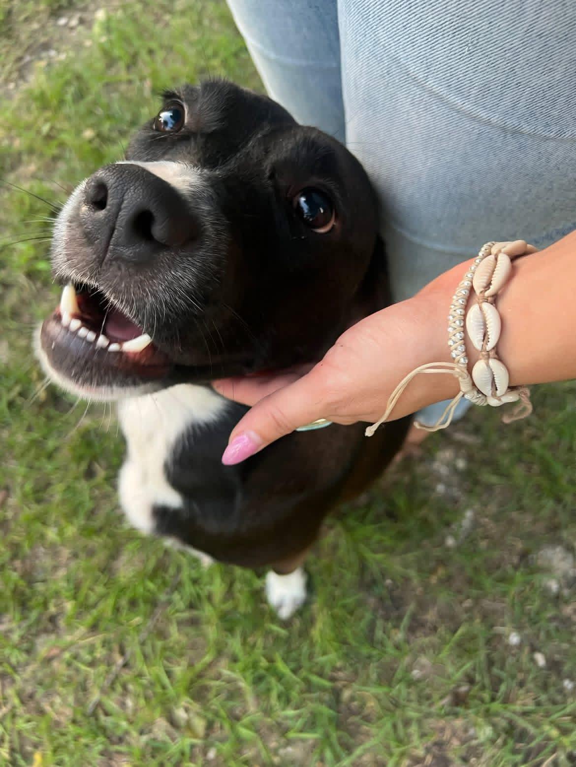 King, a Adoptable mixed breed in Wilmington, NC image 1/3