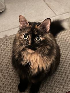DIANE, ADOPTABLE, Adult Female Domestic Long Hair.