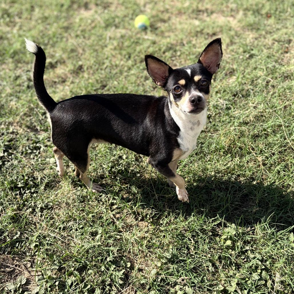 Shakira, a Adoptable mixed breed in Laredo, TX image 1/4