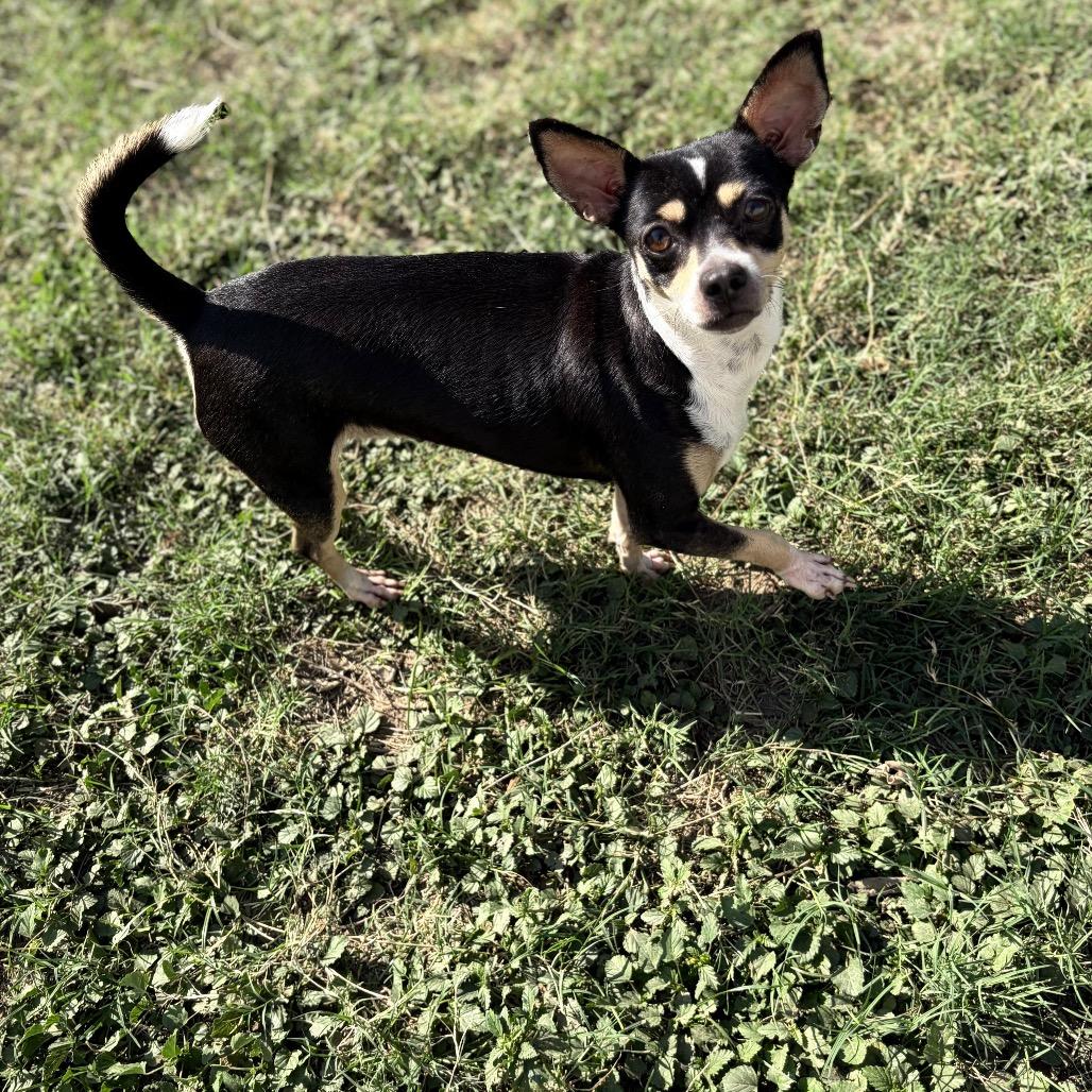 Shakira, a Adoptable mixed breed in Laredo, TX image 2/4