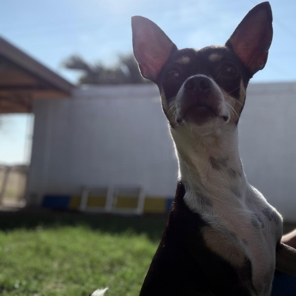 Shakira, a Adoptable mixed breed in Laredo, TX image 3/4