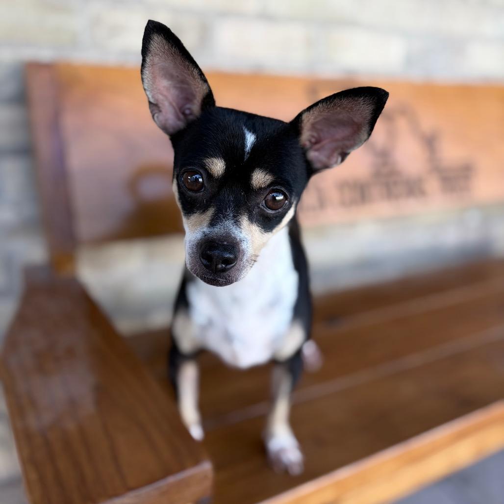 Shakira, a Adoptable mixed breed in Laredo, TX image 4/4