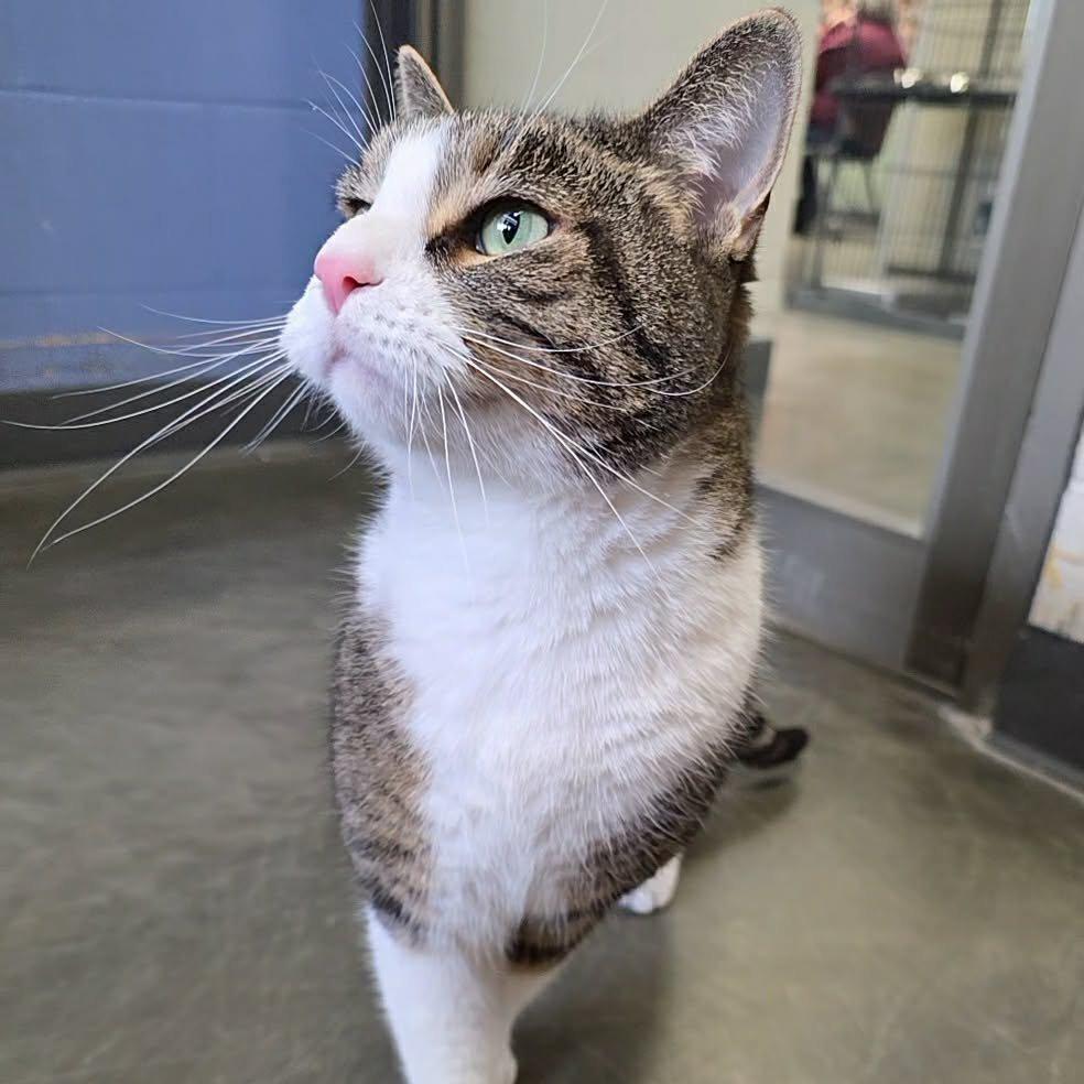 Leo, Adoptable, Adult Male Domestic Short Hair.