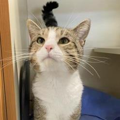 Enlarge Leo, a Adoptable Domestic Short Hair in DeKalb, IL image 2/3