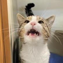 Enlarge Leo, a Adoptable Domestic Short Hair in DeKalb, IL image 3/3