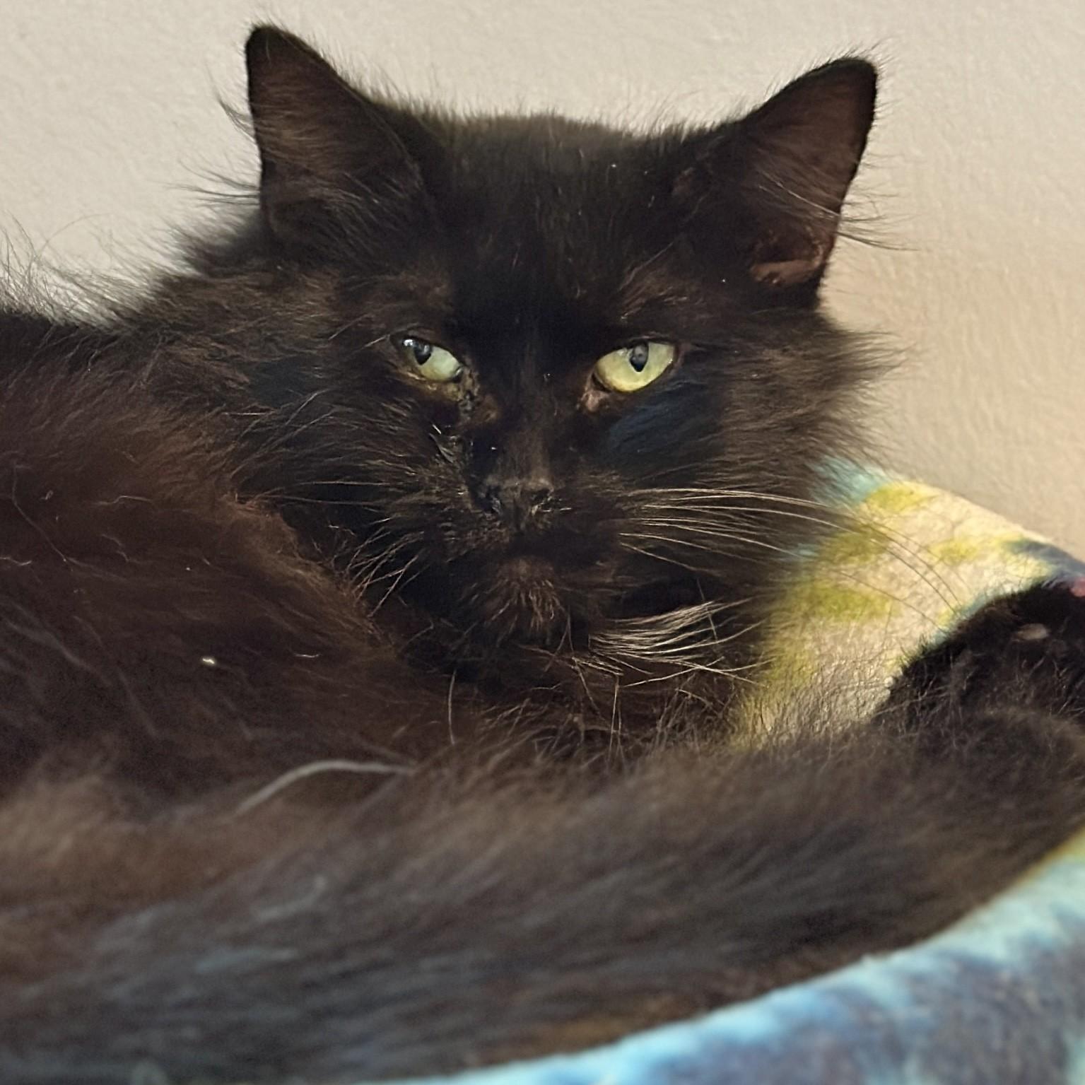 Bubbles, a ADOPTABLE Domestic Long Hair in Victor, NY image 2/4