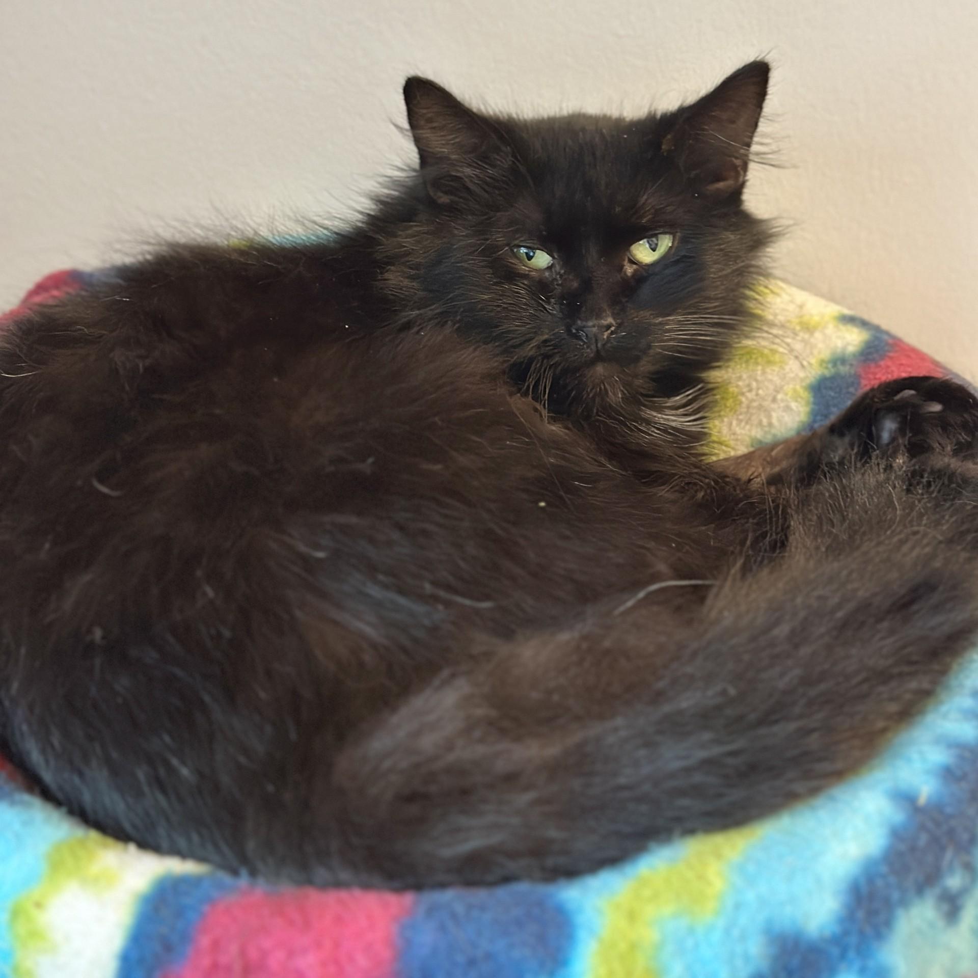 Bubbles, a ADOPTABLE Domestic Long Hair in Victor, NY image 4/4