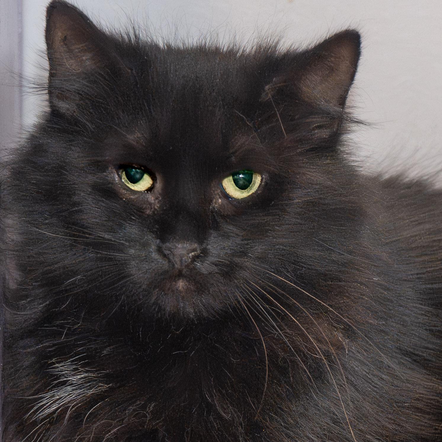 Bubbles, ADOPTABLE, Senior Female Domestic Long Hair.