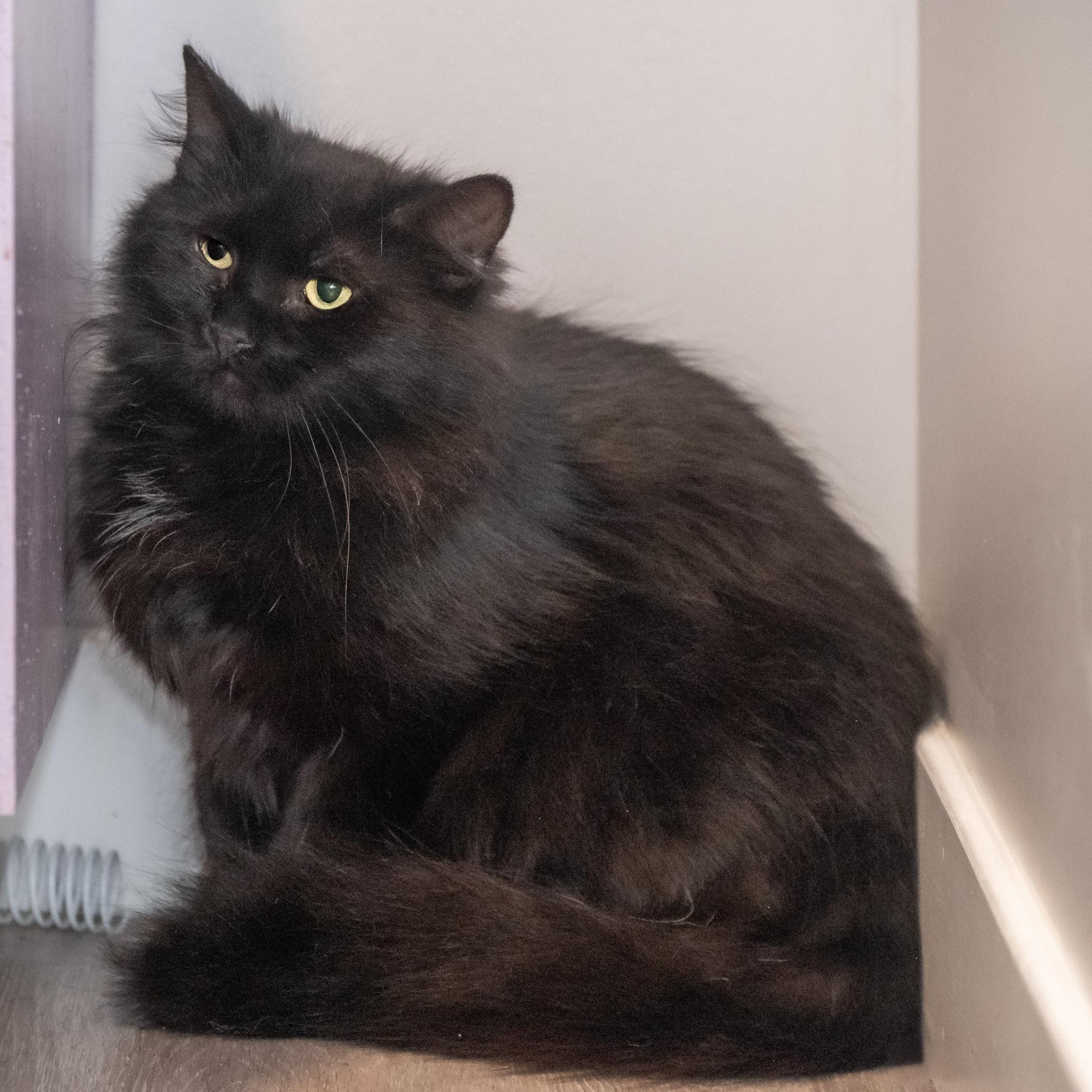 Bubbles, a ADOPTABLE Domestic Long Hair in Victor, NY image 3/4