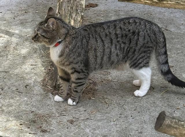 Enlarge BLAIR, a Adoptable Domestic Short Hair in Millerstown, PA image 2/6