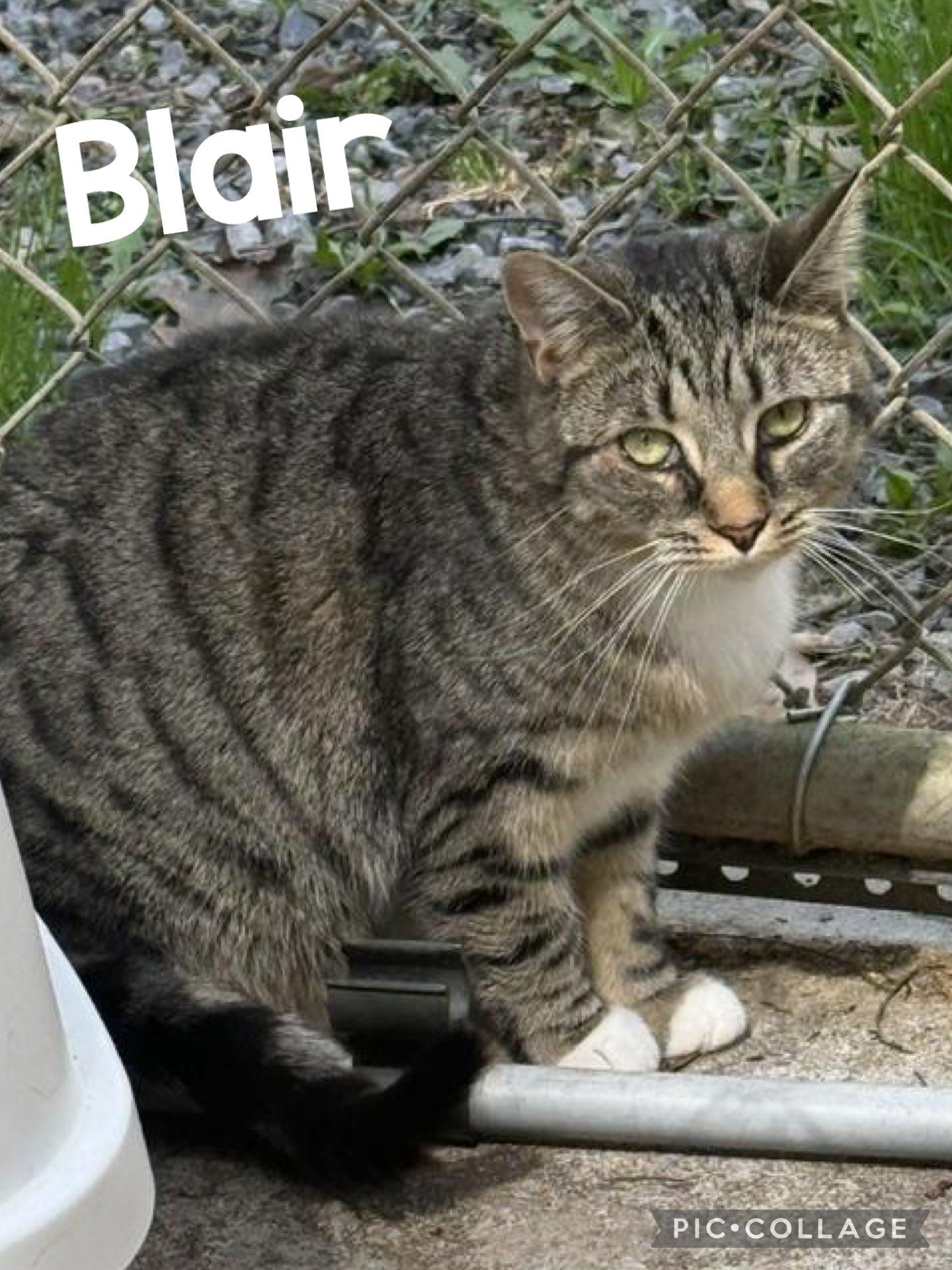 BLAIR, a Adoptable Domestic Short Hair in Millerstown, PA image 4/6