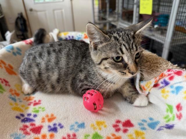 BLAIR, a Adoptable Domestic Short Hair in Millerstown, PA image 2/4