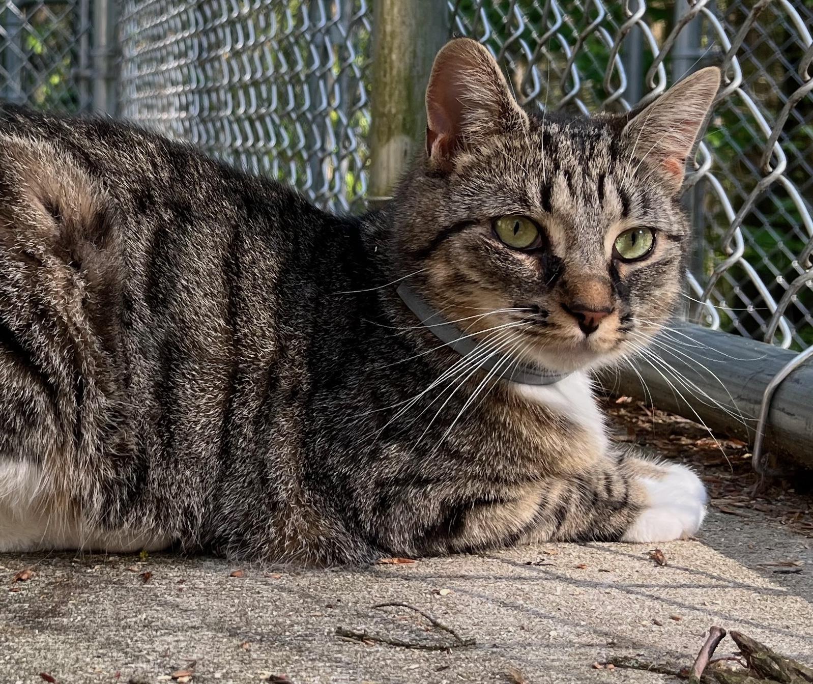 BLAIR, a Adoptable Domestic Short Hair in Millerstown, PA image 1/6