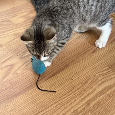 BLAIR, a Adoptable Domestic Short Hair in Millerstown, PA image 3/4