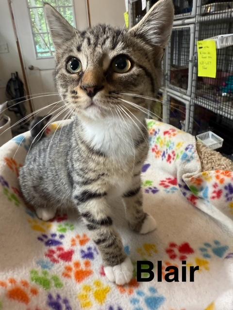 BLAIR, Adoptable, Young Female Domestic Short Hair.