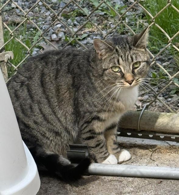 BLAIR, Adoptable, Young Female Domestic Short Hair.