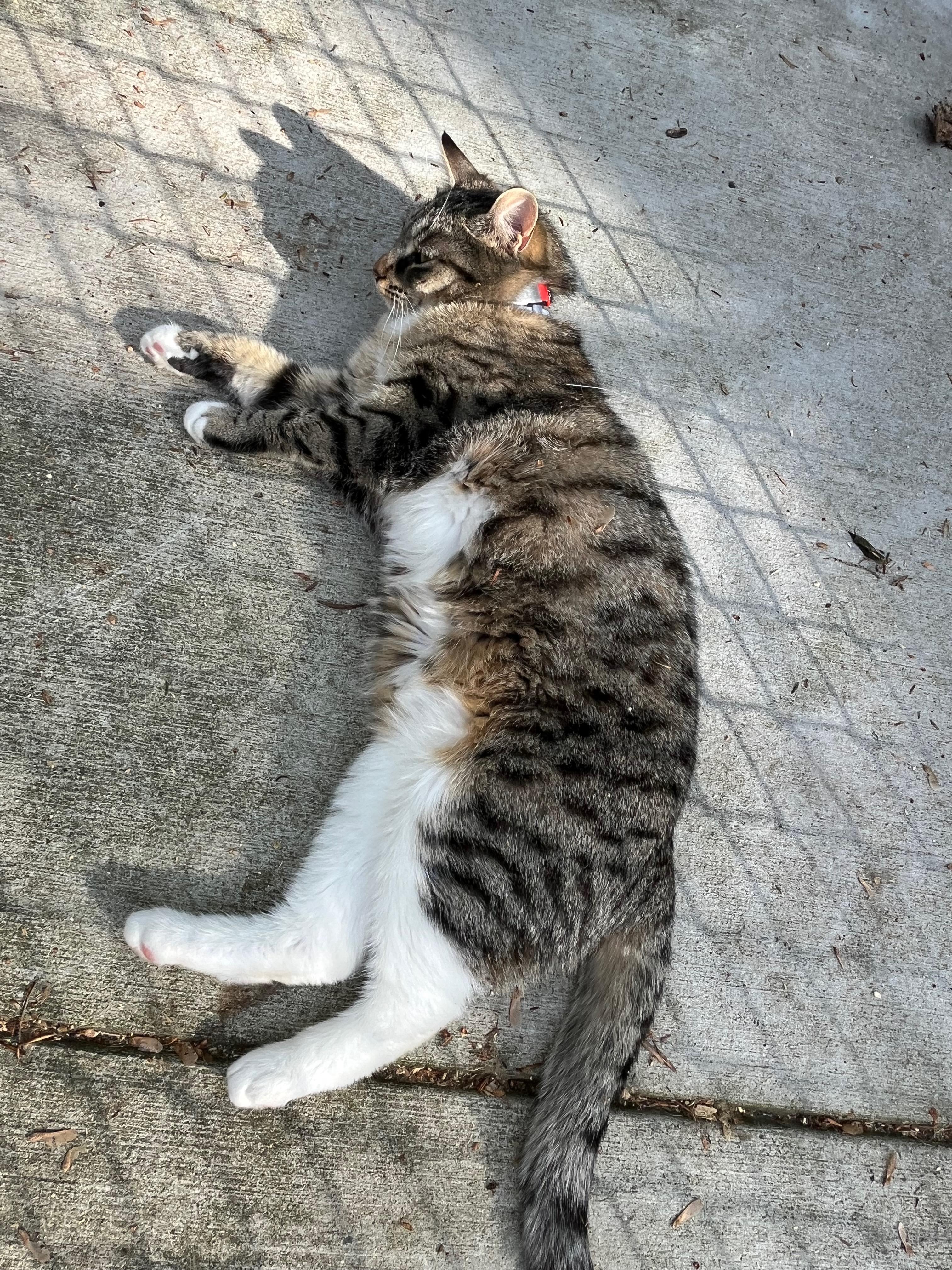BLAIR, a Adoptable Domestic Short Hair in Millerstown, PA image 2/6