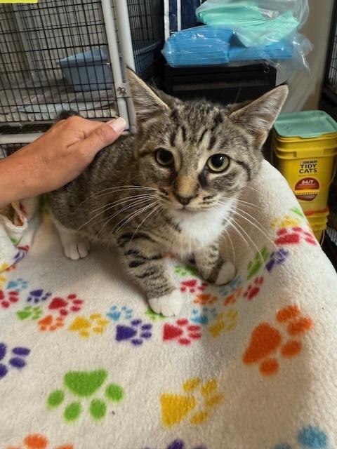 BLAIR, a Adoptable Domestic Short Hair in Millerstown, PA image 4/4