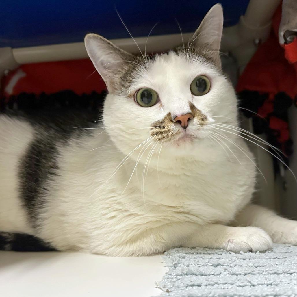 Plato, Adoptable, Adult Male Domestic Short Hair.