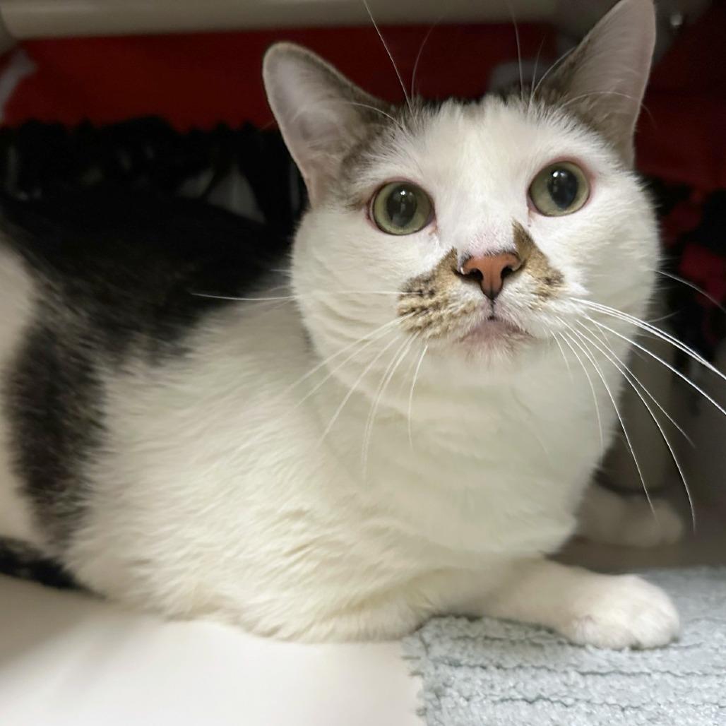 Enlarge Plato, a Adoptable mixed breed in Woodinville, WA image 2/3