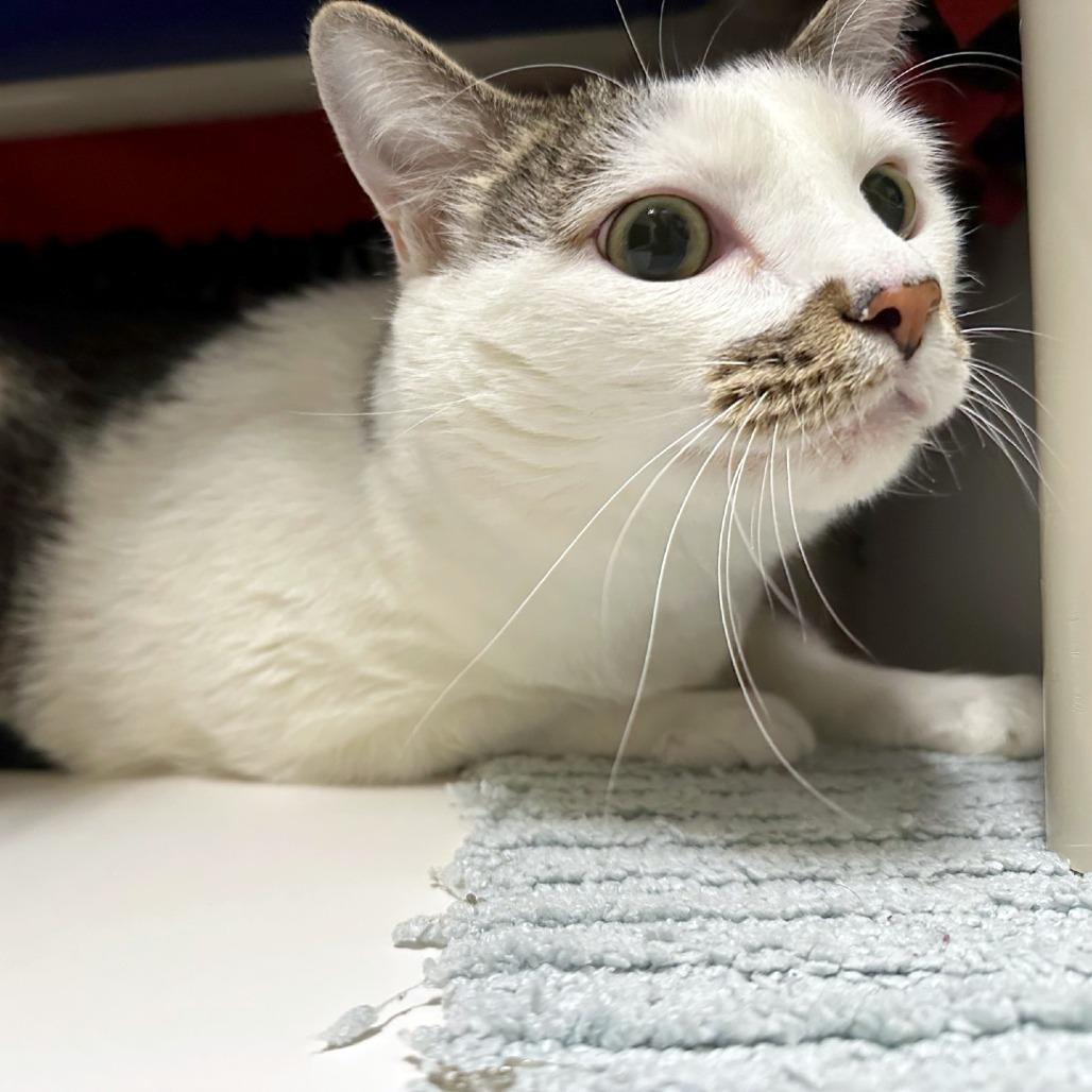 Enlarge Plato, a Adoptable mixed breed in Woodinville, WA image 3/3