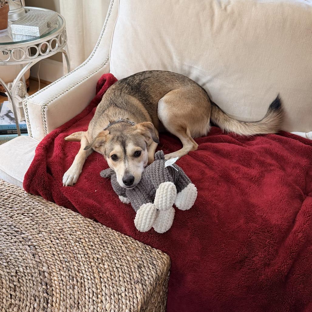 Daysie, Adoptable, Adult Female Mixed Breed.