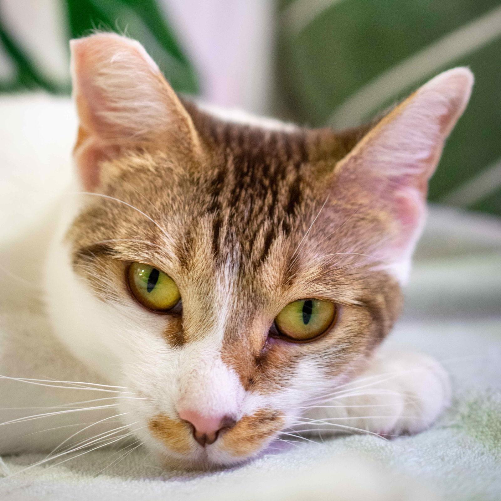 Enlarge Lucy, a Adoptable Domestic Short Hair in San Jose, CA image 2/3