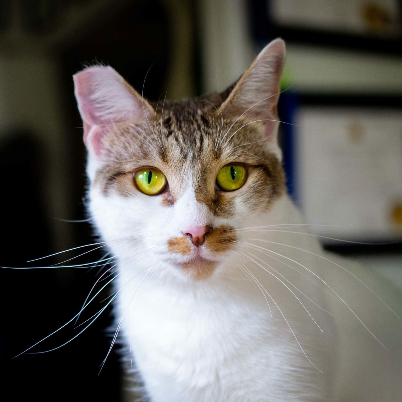 Enlarge Lucy, a Adoptable Domestic Short Hair in San Jose, CA image 3/3