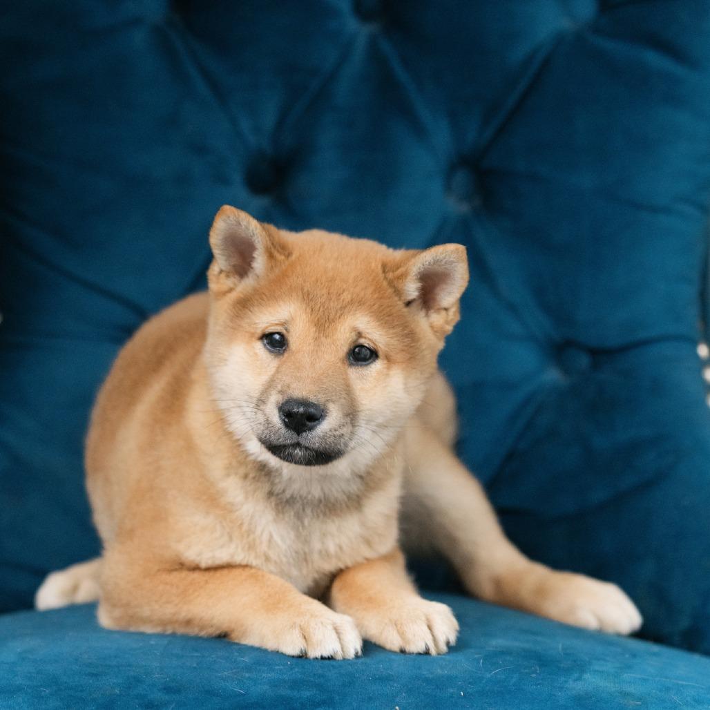 Enlarge Brooks, an adoptable Shiba Inu in Zionsville, IN image 1/1