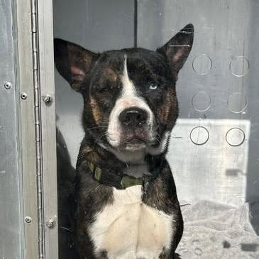 Dave, Adoptable, Young Male Mixed Breed.