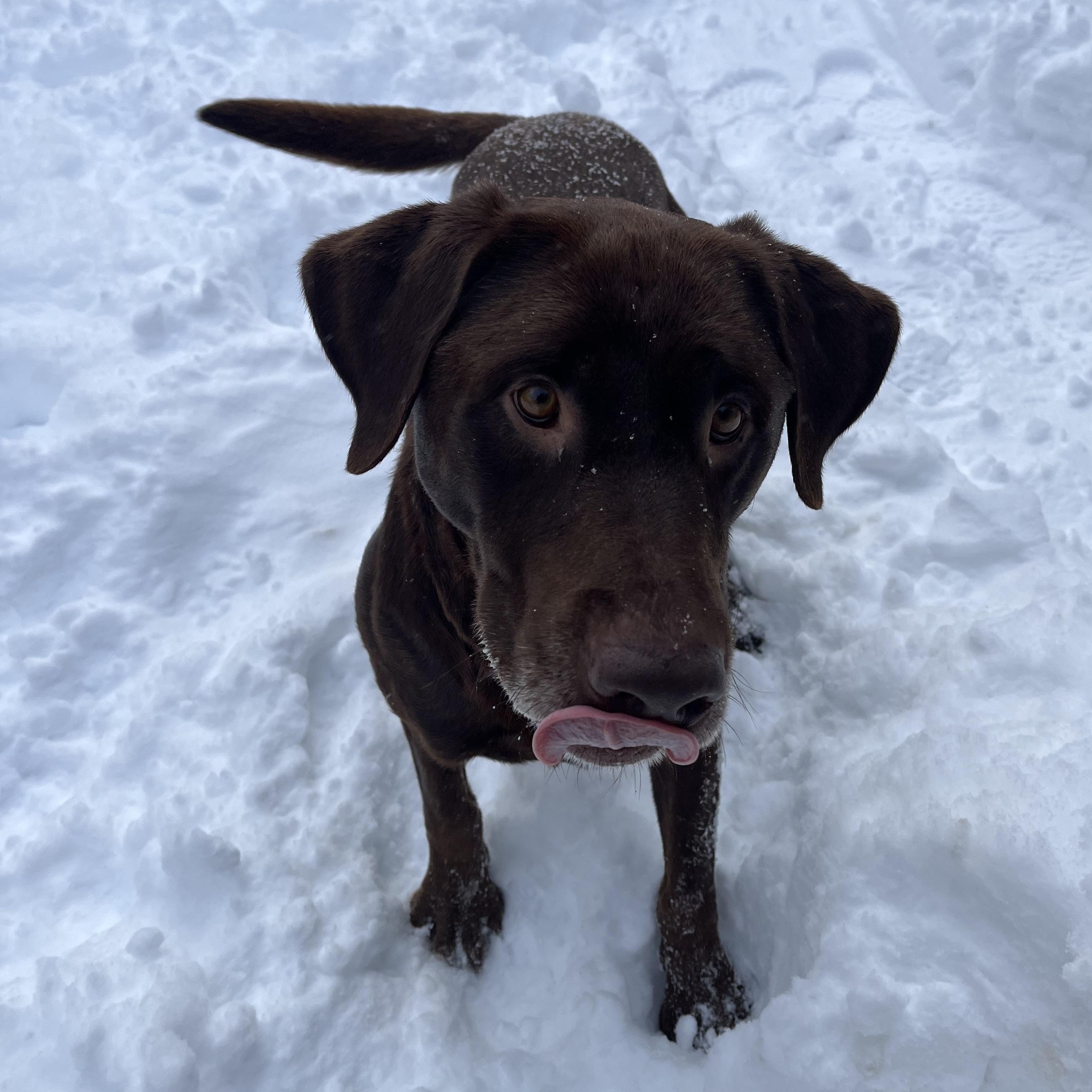 Enlarge Dallas, an adopted Chocolate Labrador Retriever in Manistique, MI image 1/3