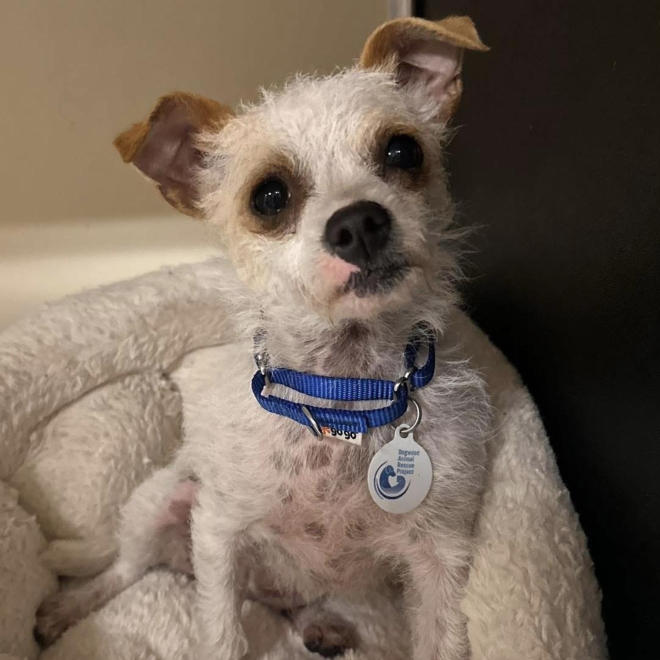 Enlarge Paloma, an adopted mixed breed in Santa Rosa, CA image 1/1