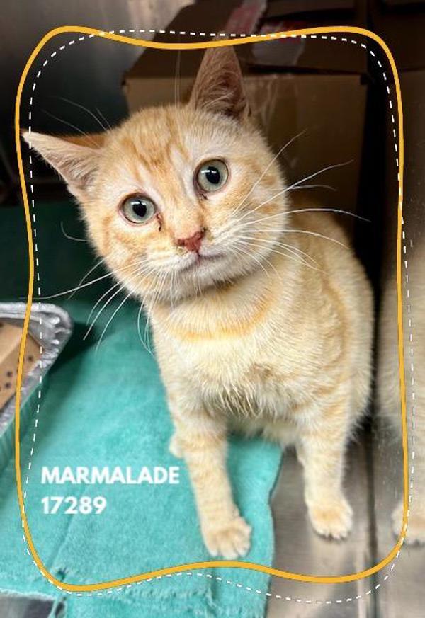 Marmalade (693) — thumbnail 2