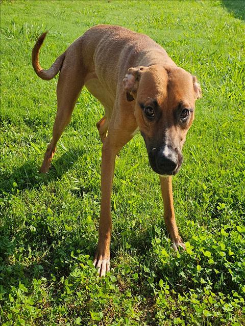 BELLA, Adoptable, Young Female Boxer & Labrador Retriever.