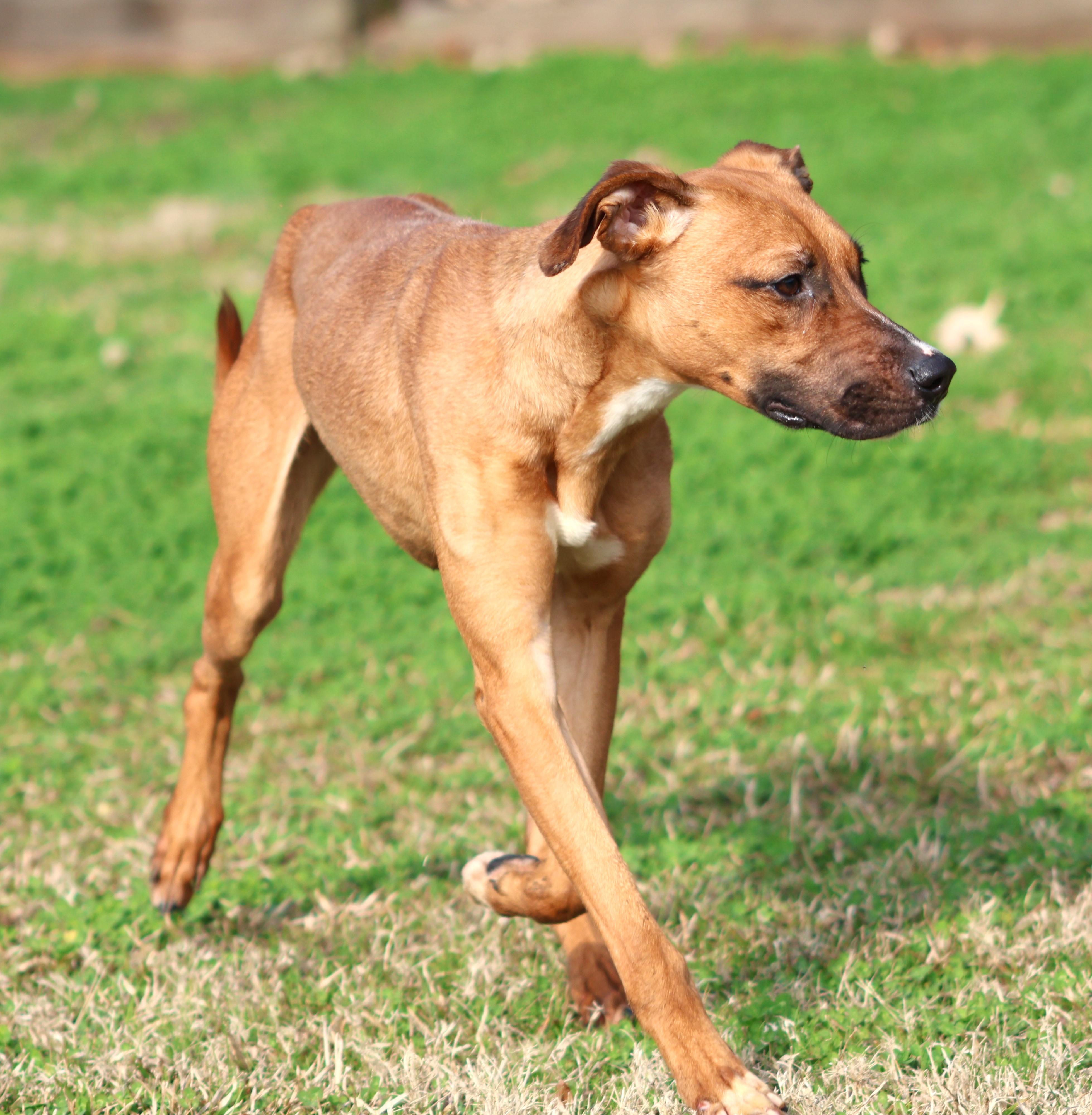 Enlarge BELLA, a Adoptable mixed breed in Appling, GA image 1/1