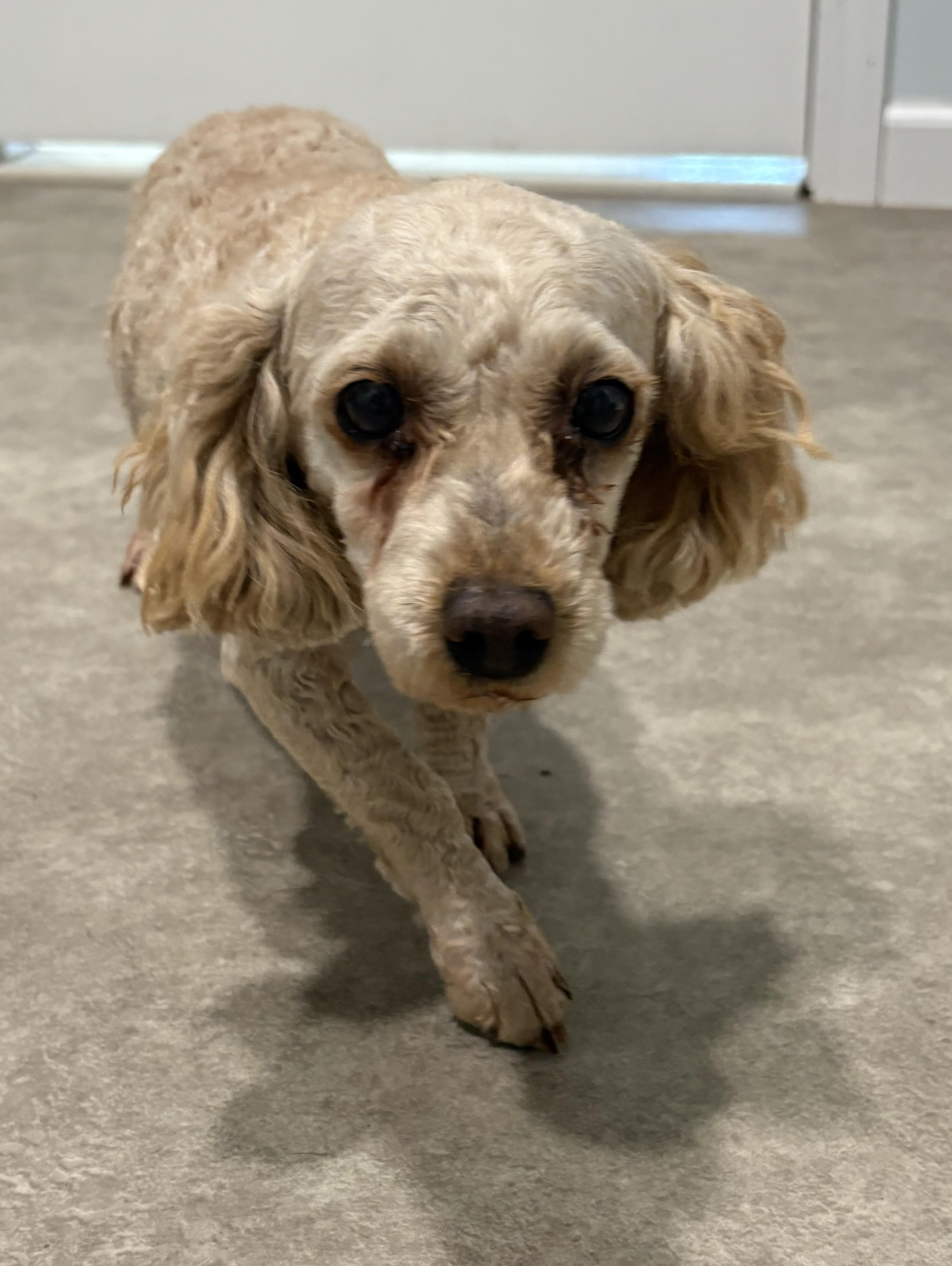 Enlarge Sir Hugh, a ADOPTABLE Miniature Poodle in Grant, NE image 1/3