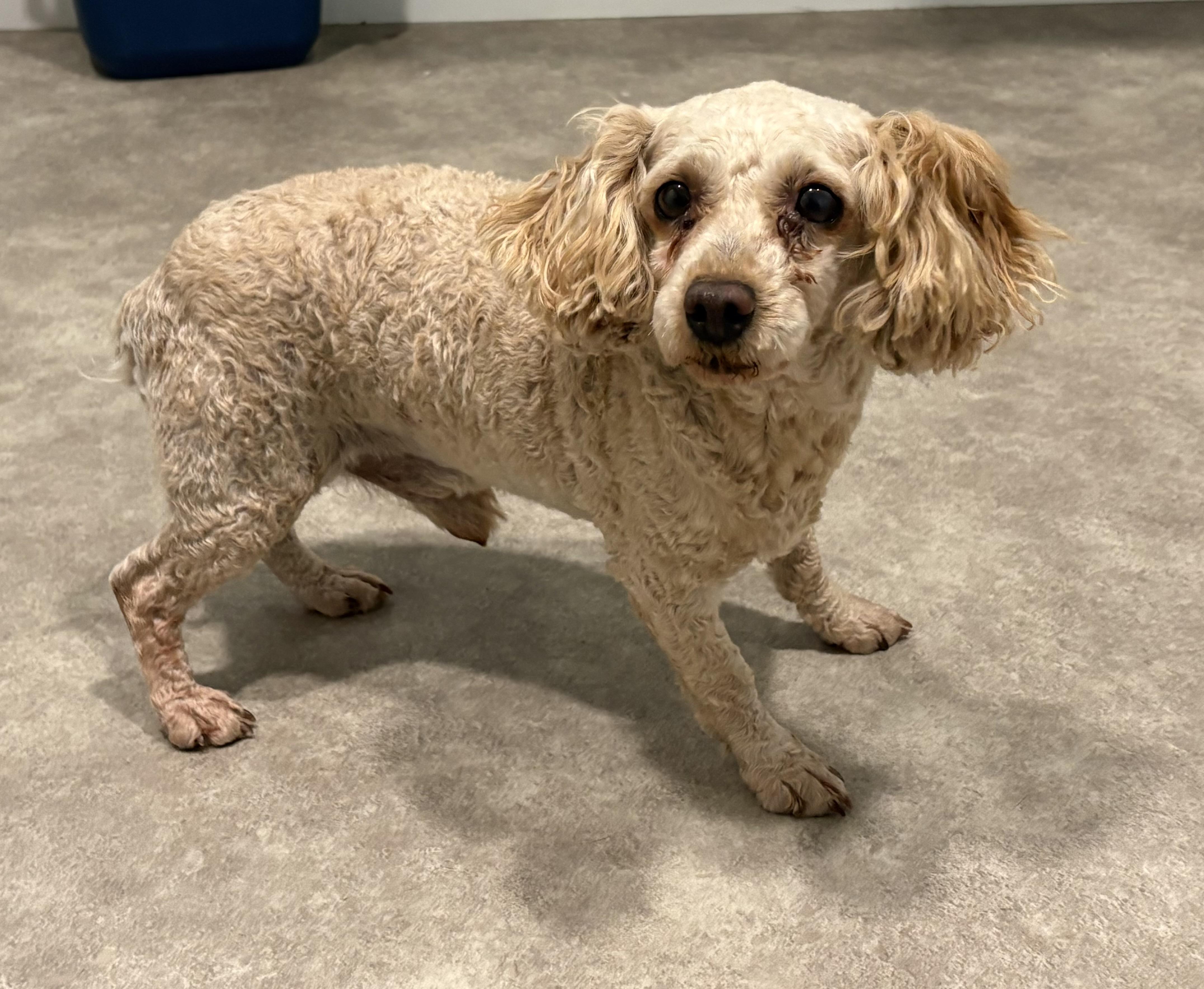 Enlarge Sir Hugh, a ADOPTABLE Miniature Poodle in Grant, NE image 2/3