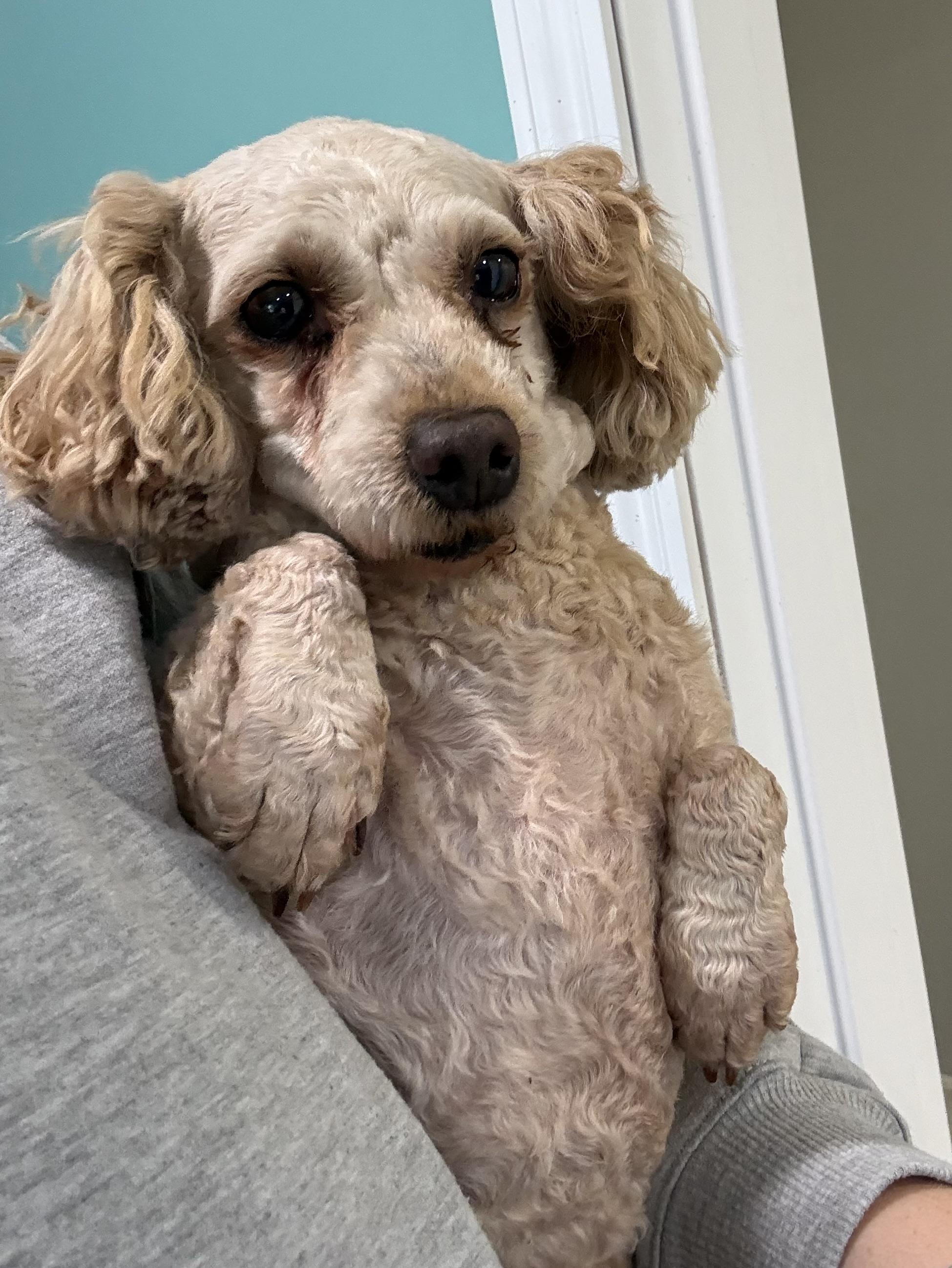 Enlarge Sir Hugh, a ADOPTABLE Miniature Poodle in Grant, NE image 3/3