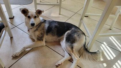 Twiggy, Adoptable, Adult Female German Shepherd Dog & Mixed Breed.