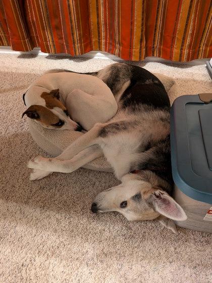 Enlarge Twiggy, a Adoptable mixed breed in Fort Worth, TX image 2/3