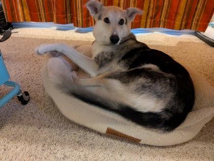 Enlarge Twiggy, a Adoptable mixed breed in Fort Worth, TX image 3/3