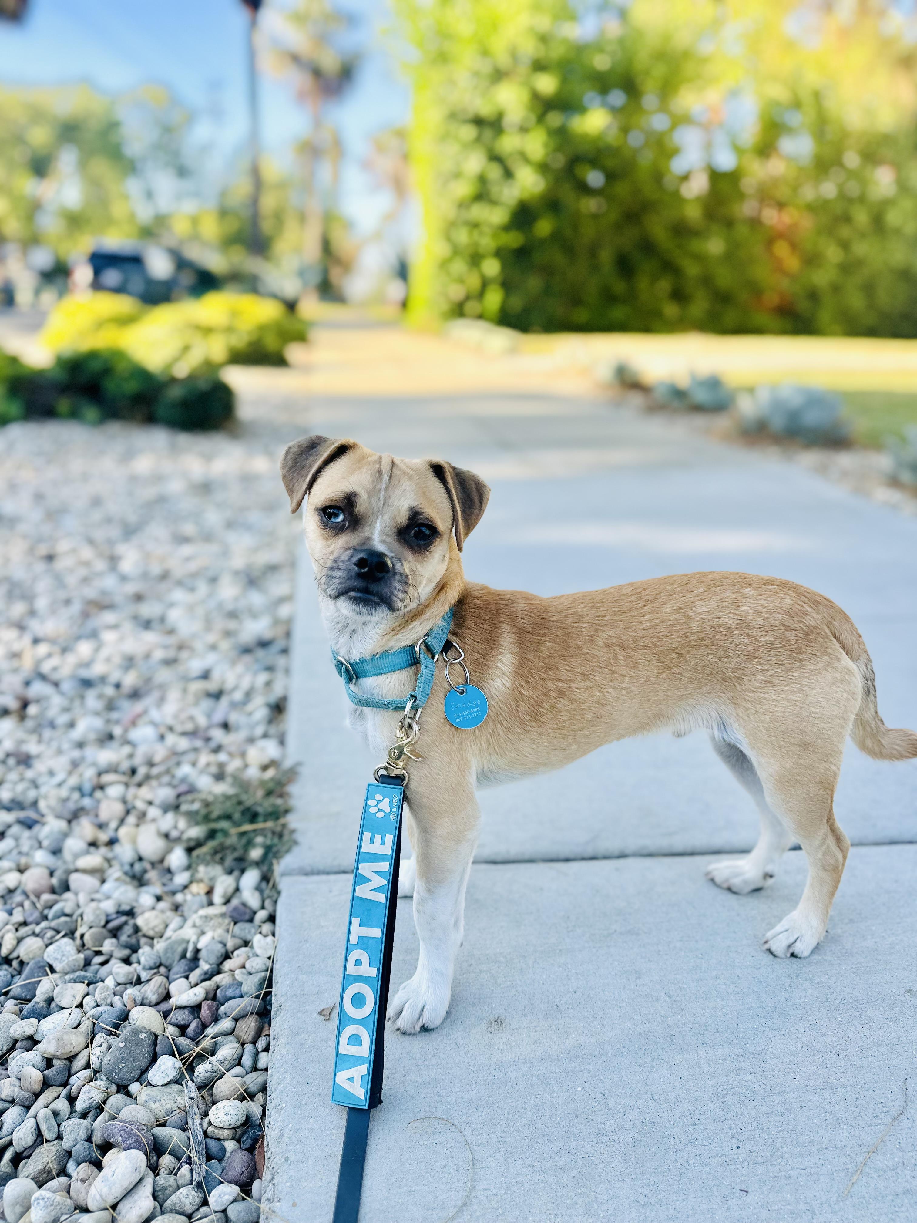 Smudge, Adoptable, Young Male Pug & Chihuahua.