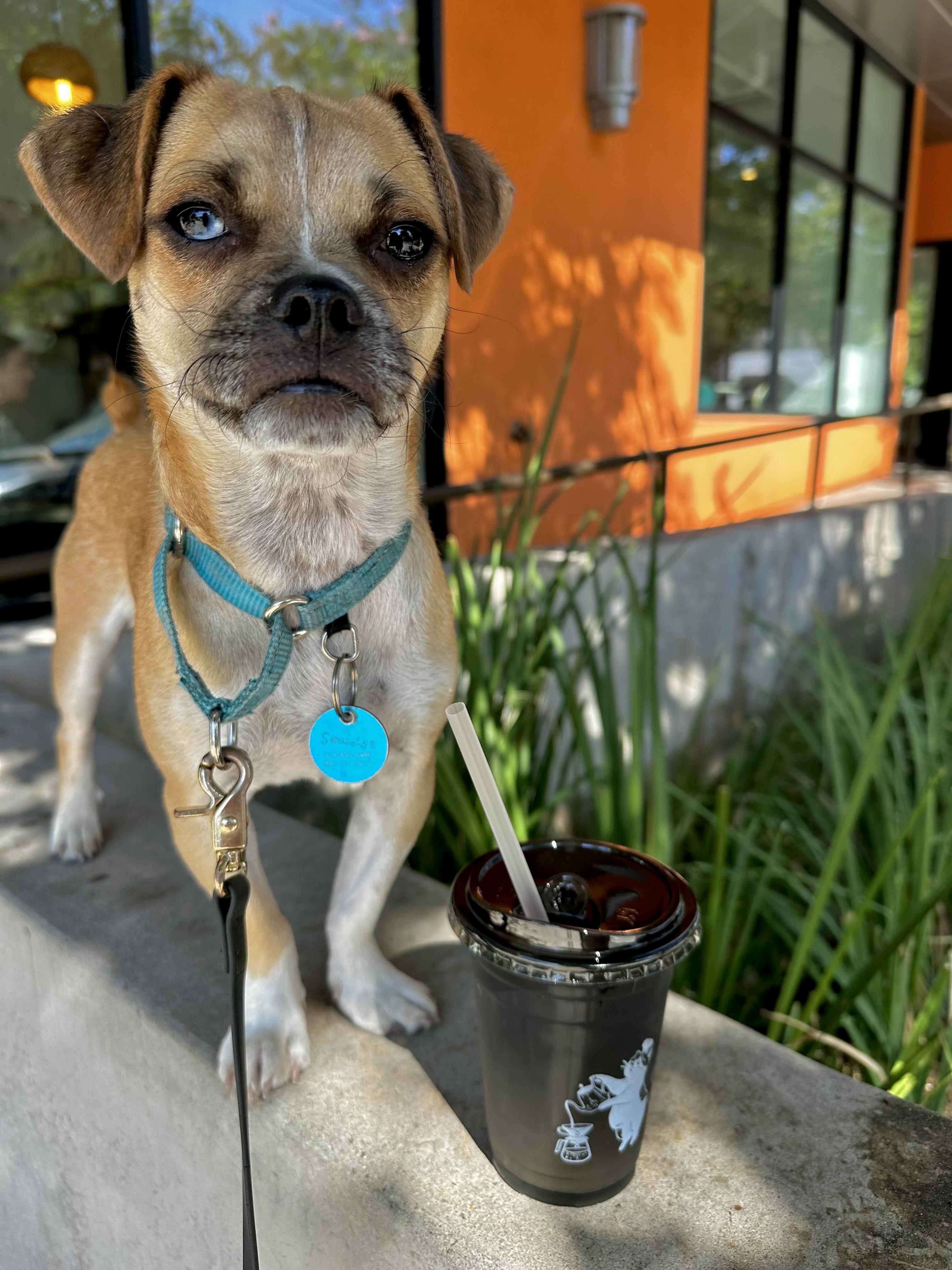Enlarge Smudge, a Adoptable mixed breed in Pasadena, CA image 5/6