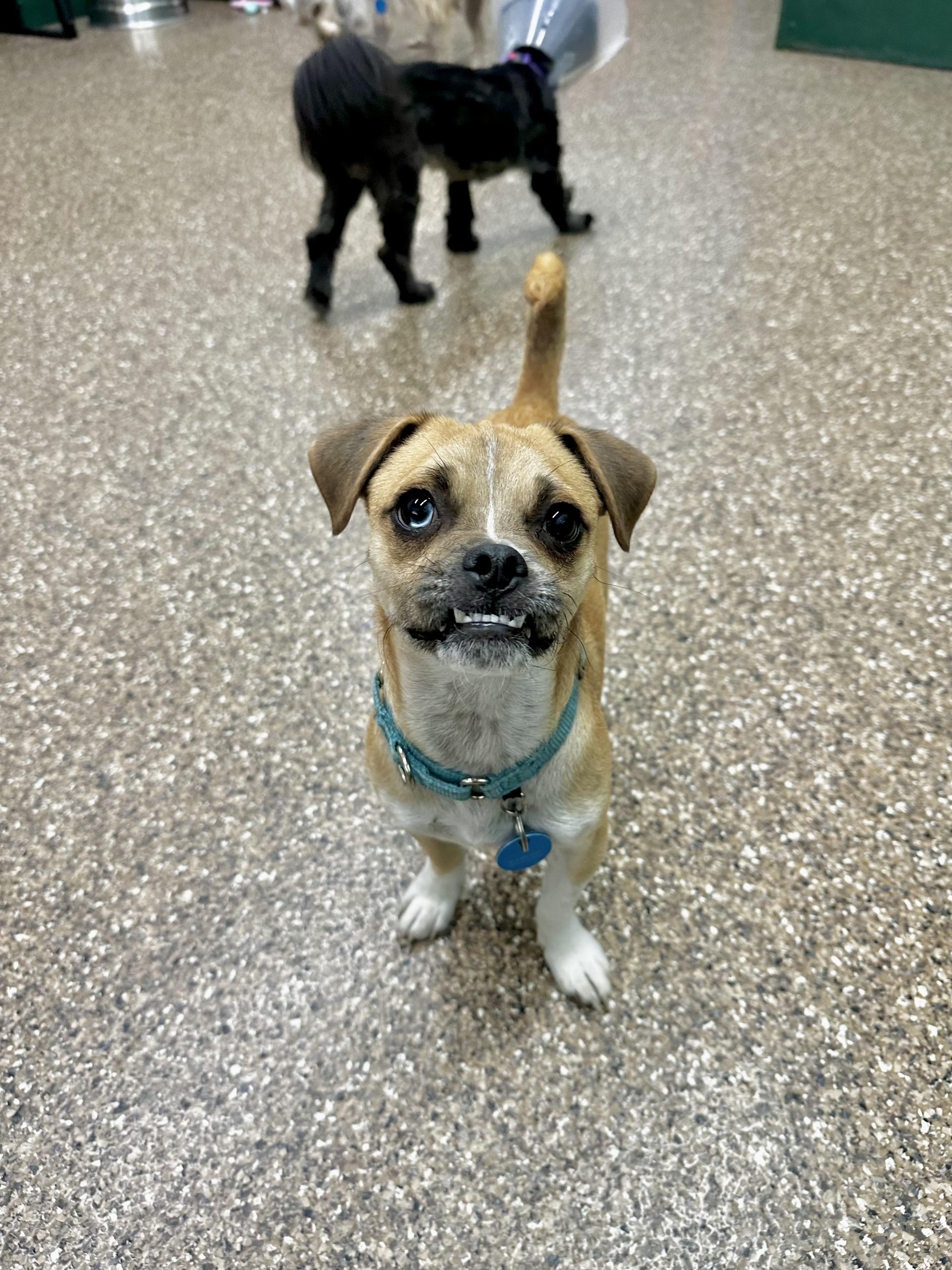 Enlarge Smudge, a Adoptable mixed breed in Pasadena, CA image 6/6