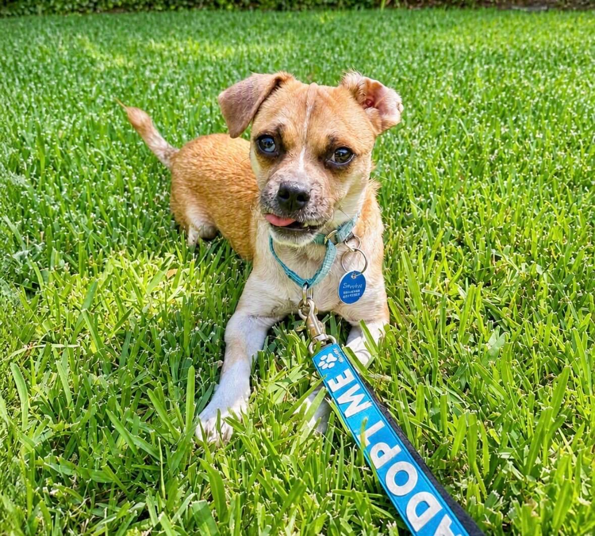 Enlarge Smudge, a Adoptable mixed breed in Pasadena, CA image 3/6